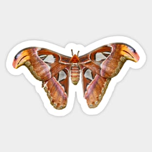 Butterfly / Swiss Artwork Photography Sticker